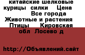 китайские шелковые курицы (силки) › Цена ­ 2 500 - Все города Животные и растения » Птицы   . Кировская обл.,Лосево д.